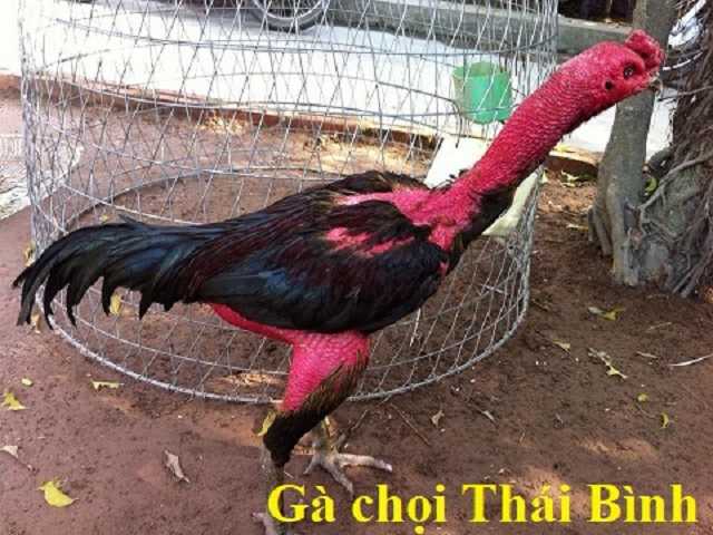 Giống gà chọi Thái Bình