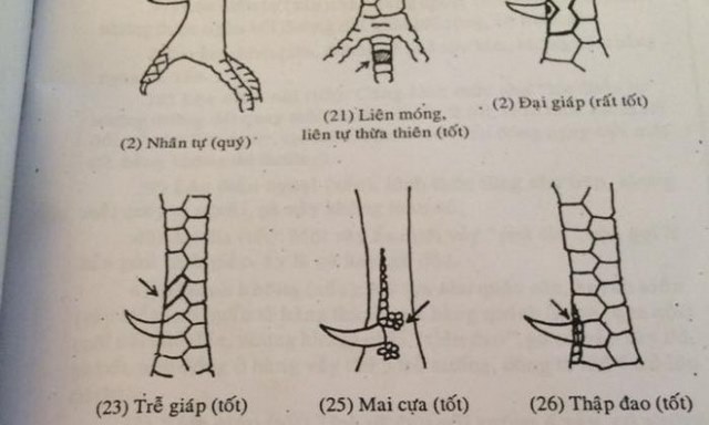 Cách nhận diện vảy gà khi nuôi gà chọi